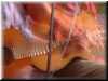 Bruce&Michel-Drpacoustic-30908-4